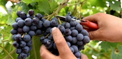 Harvest 2017